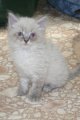 picture of Belinda, a Siamese/Domestic Medium Hair-x sealpoint