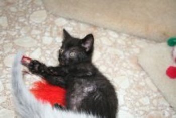 picture of Brooke, a Domestic Short Hair black
