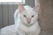 picture of #SM00177: Ziggy